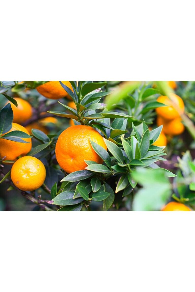 How To Grow Tangerines From Seeds?