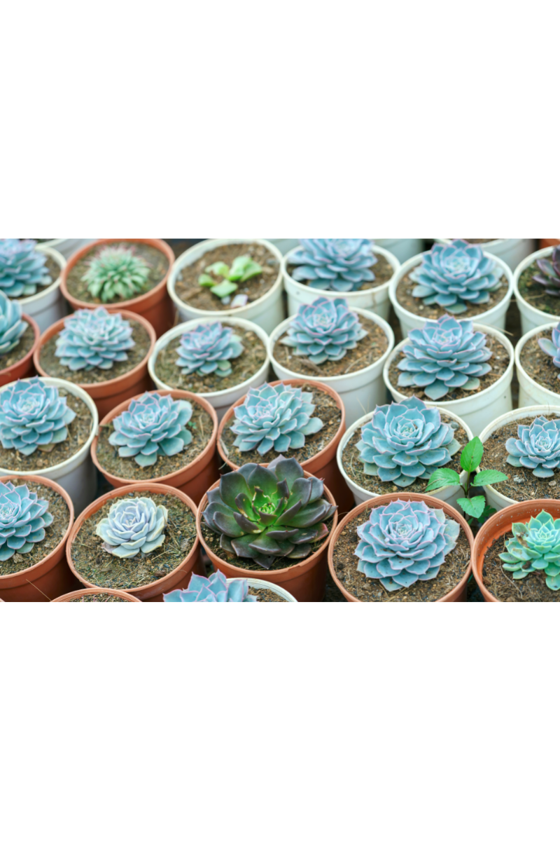How to plant succulents in a pot