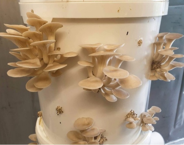How to grow mushrooms in 5-gallon bucket?