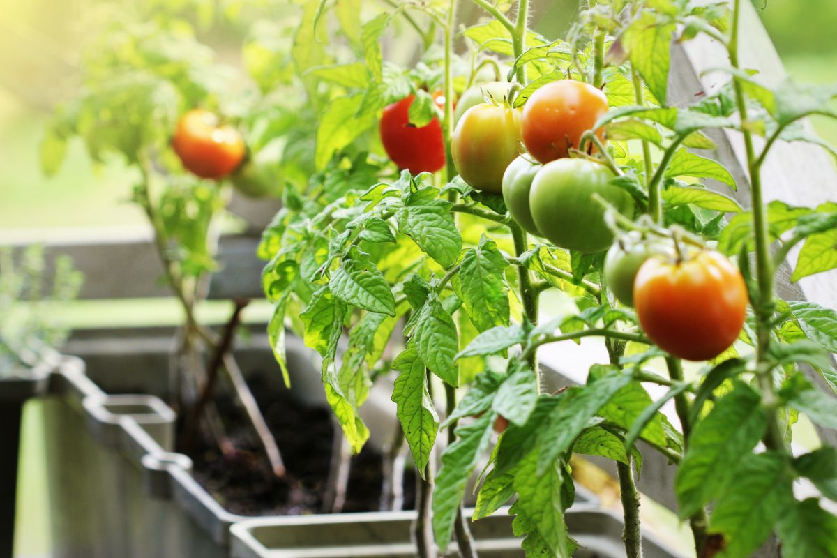 10 vegetables you can grow pots