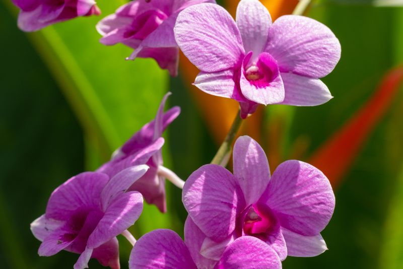 Blue Singapore Orchid Fortune Plant