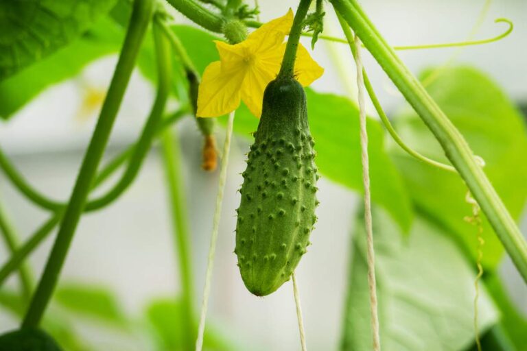 Easy Tips for Successfully Growing Cucumbers In Pots