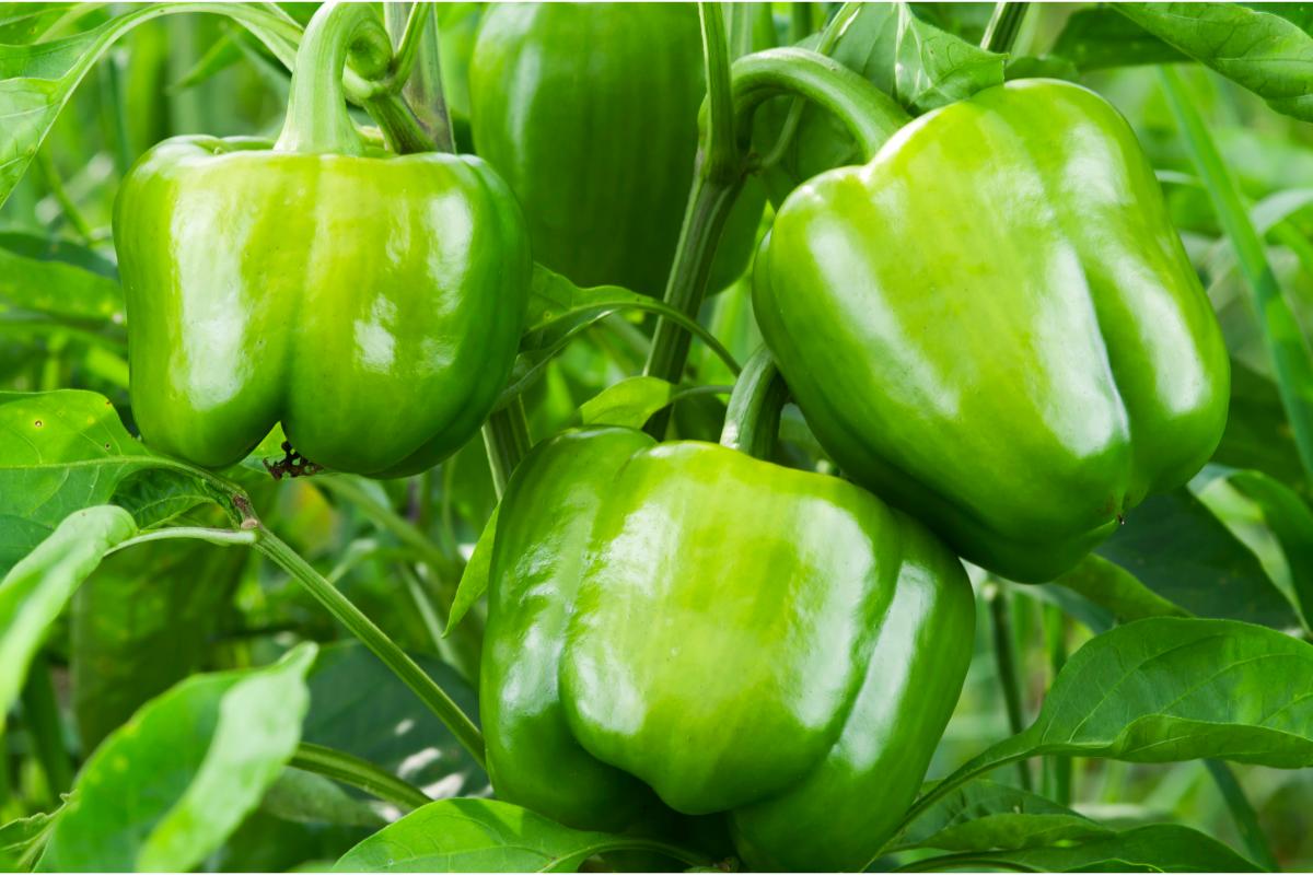 How to grow bell peppers