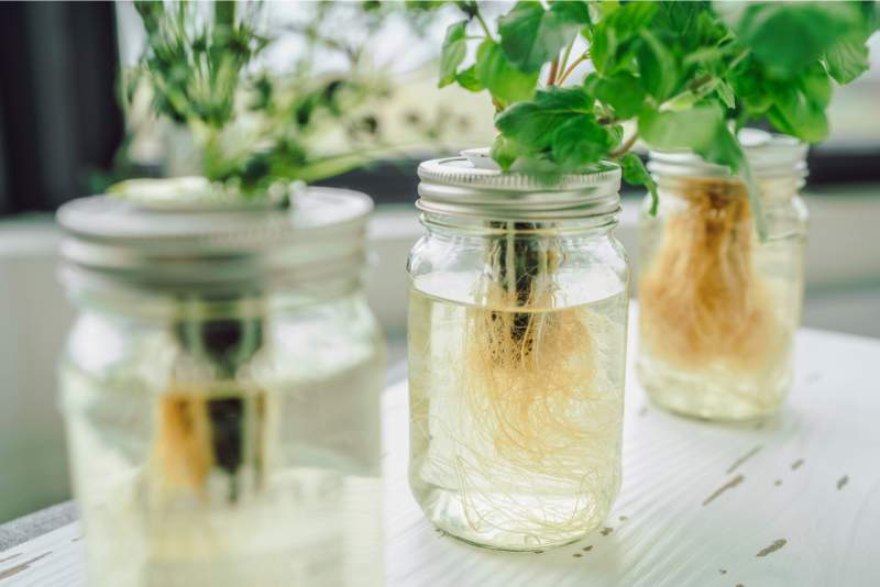 How to grow mint indoors in water