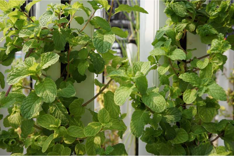 How to grow mint indoors hydroponically