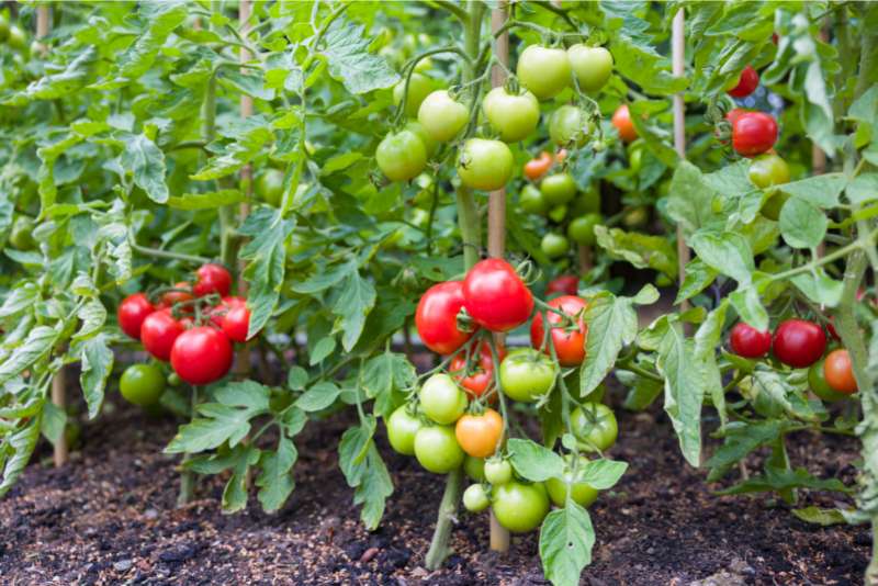 Indeterminate Cherry Tomatoes