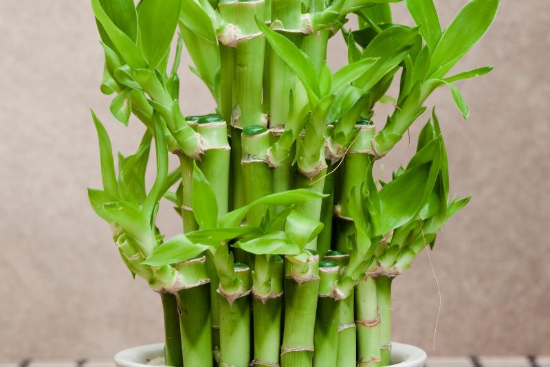Lucky Bamboo Fortune Plant