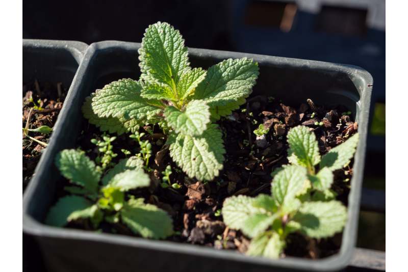 How to grow mint indoors in pots