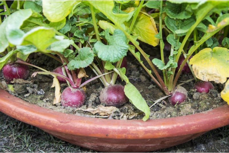 Radish in a container