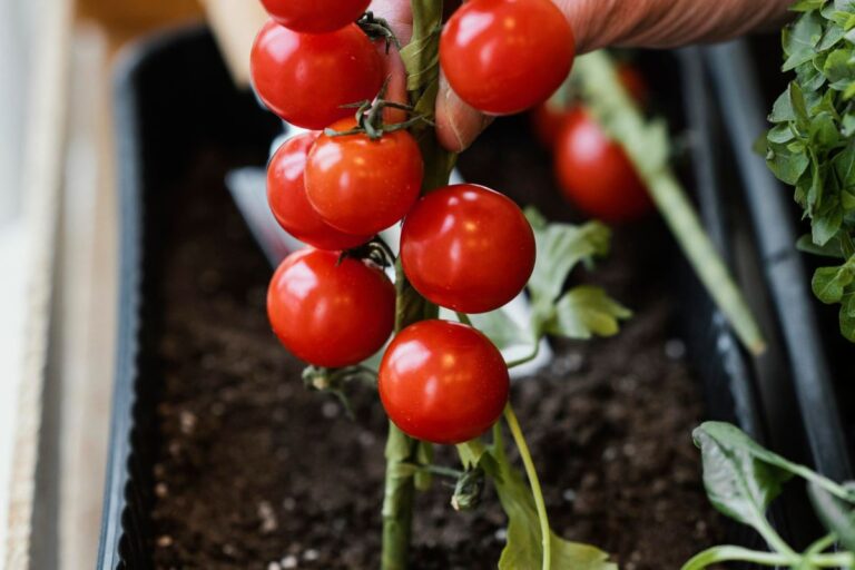 Growing tomatoes in pots – A Comprehensive Guide