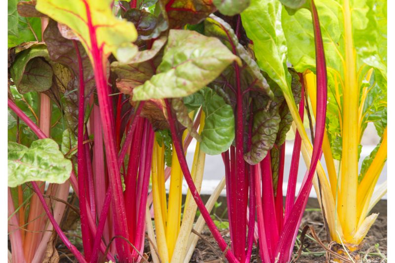 Chard in a container