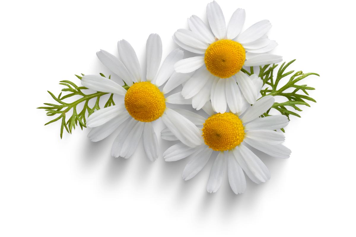 how to grow chamomile in pots