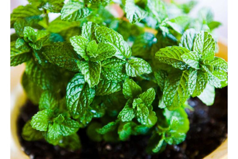 How to Grow Mint Indoors