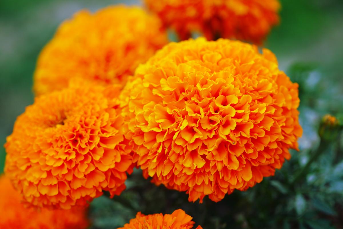 how to plant marigolds