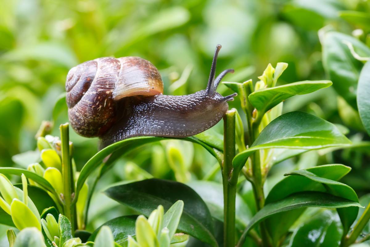 slugs and snails out of