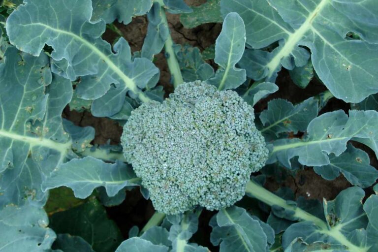 Green Magic Hybrid Broccoli: A Beginner’s Guide to Growing Your Own!