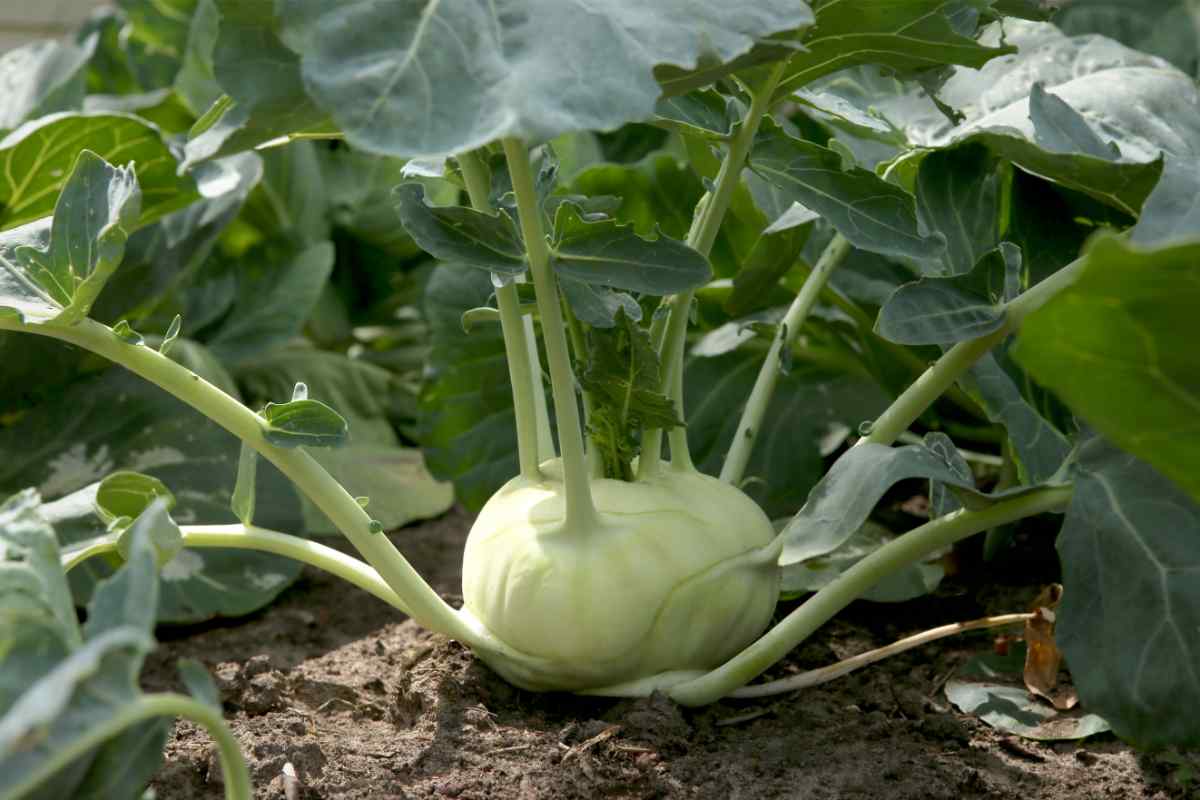Growing kohlrabi in containers