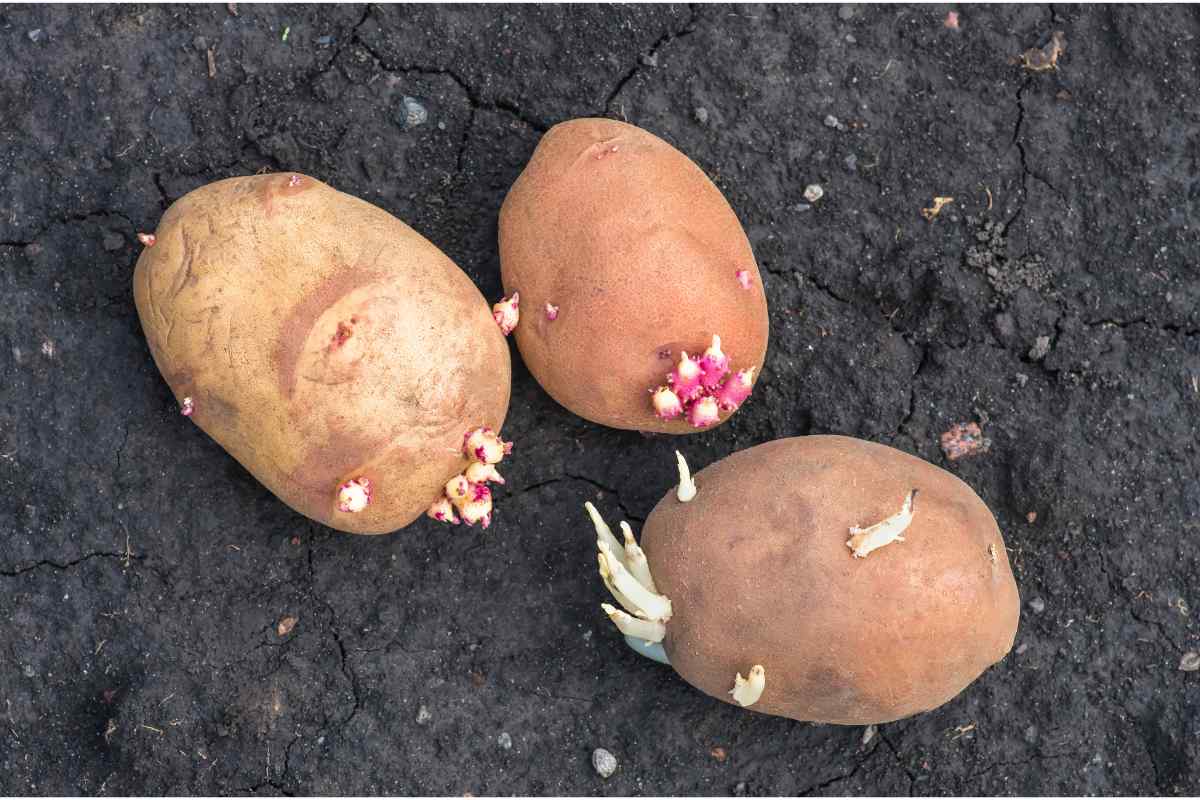 growing potatoes from scraps