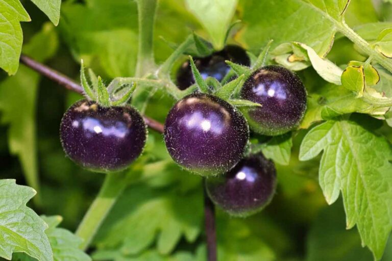 Add Vibrancy to Your Garden: Tasty Purple Tomatoes to Grow