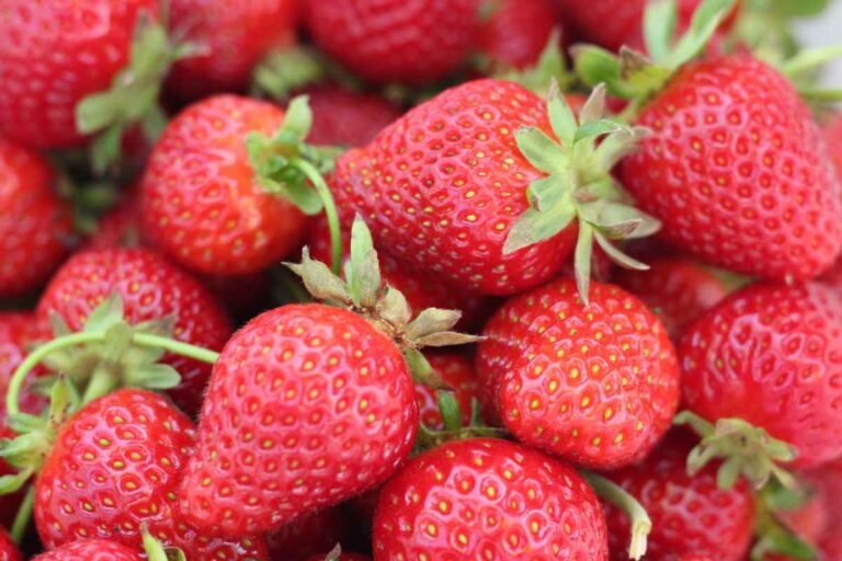 The Wonderful World of Strawberry Varieties: A Comprehensive Guide