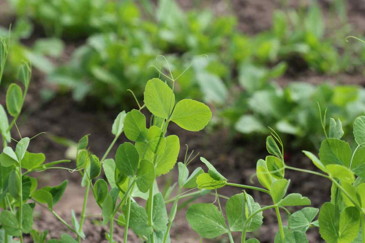 How to Grow Peas in a Raised Bed
