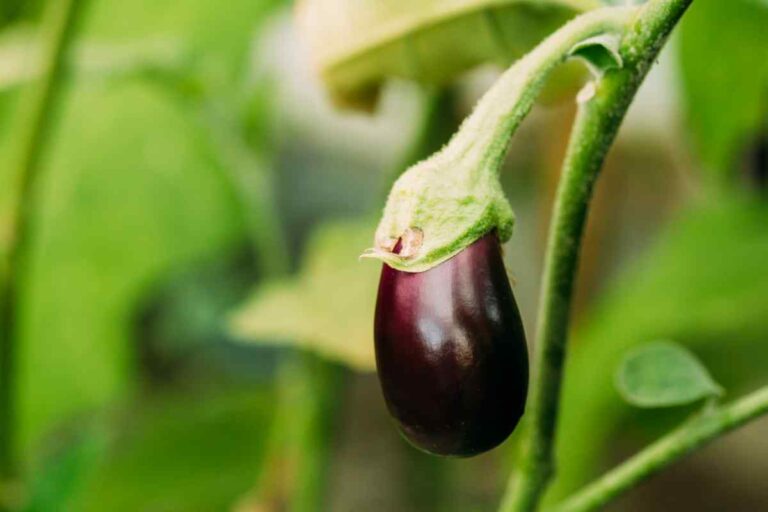 How to Grow Eggplants in Containers – A Step by Step Guide