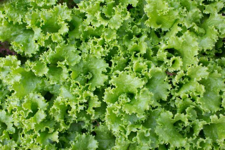 Summer Salad Secrets: Growing Lettuce in Warm Climates