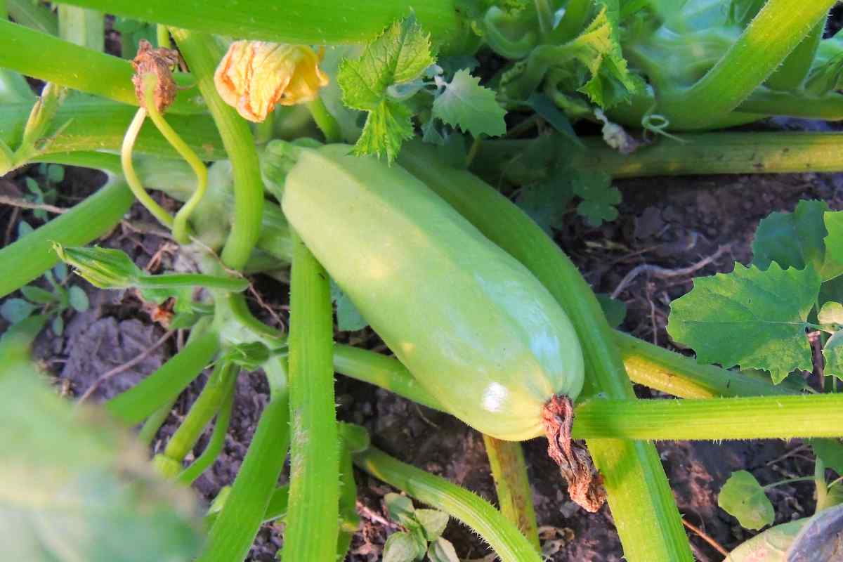 growing zucchini in a pot