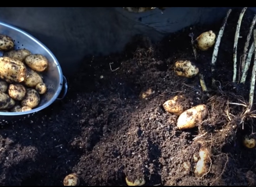 Harvesting yukon gold potatoes