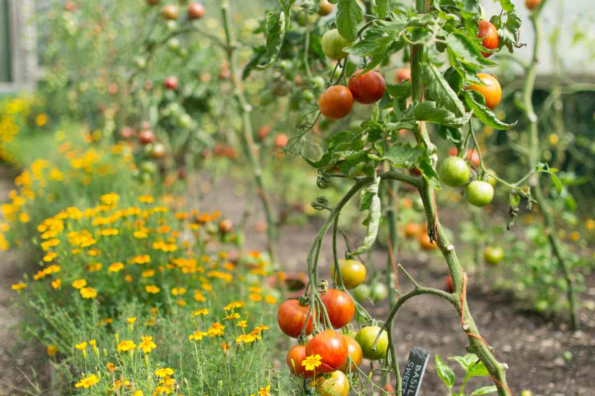 marigolds and tomatoes