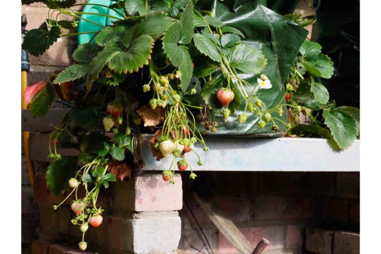How to Grow Strawberries in Grow Bags
