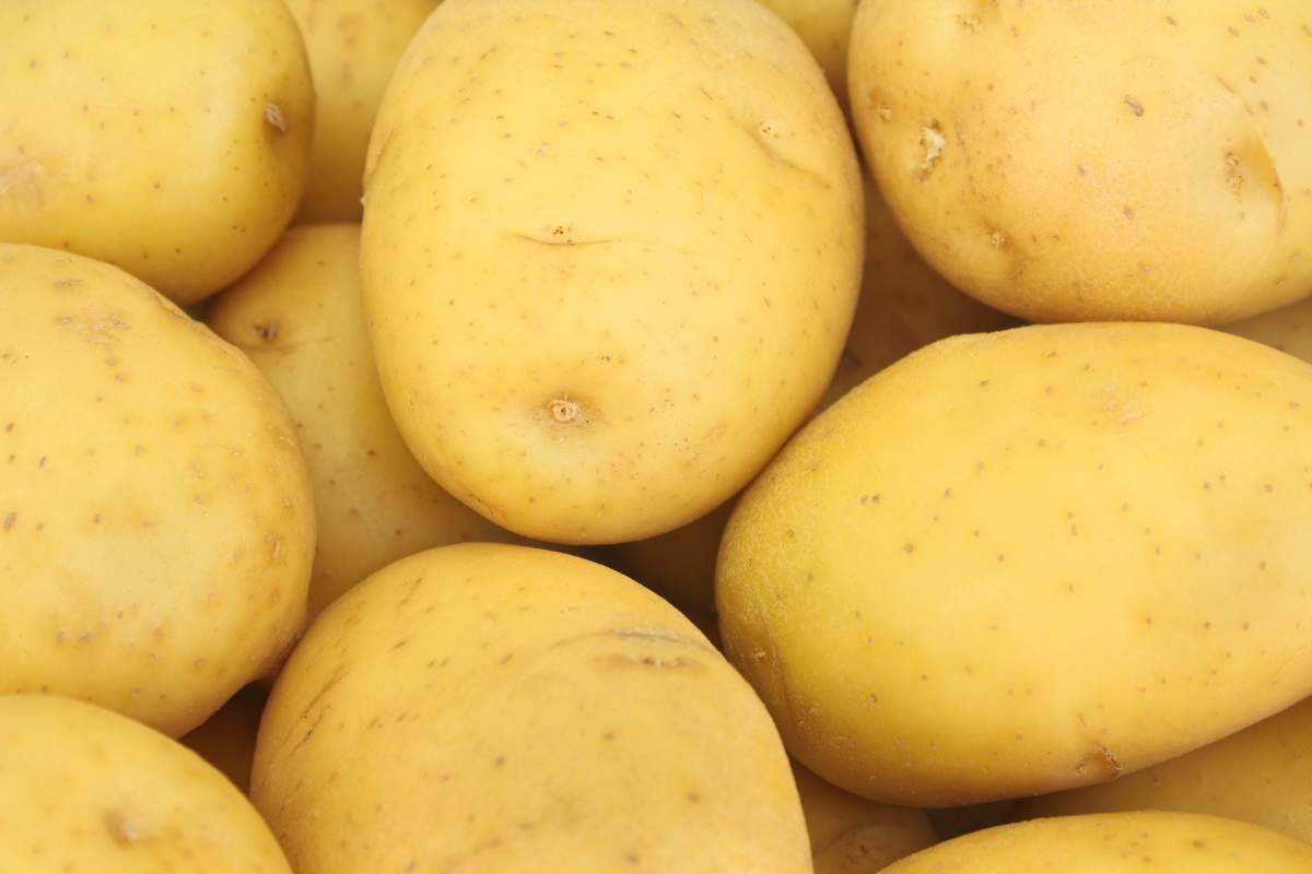 grow yukon gold potatoes