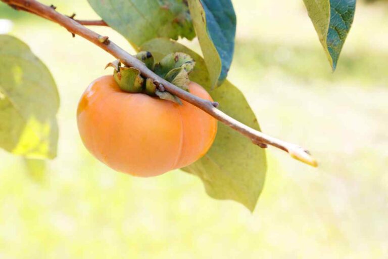 How to Grow Persimmon from Seed?