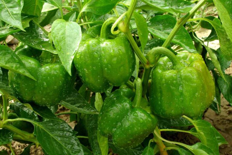 How to Grow Keystone Resistant Giant Pepper?