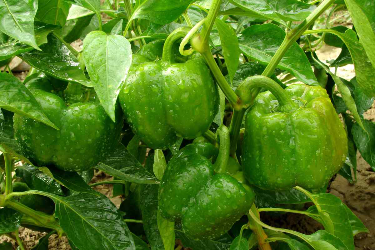 Keystone resistant giant pepper